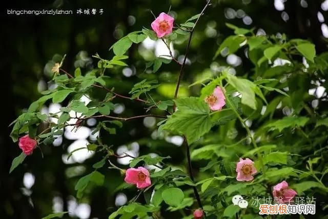 镜泊湖火山口地下森林 镜泊湖地下森林