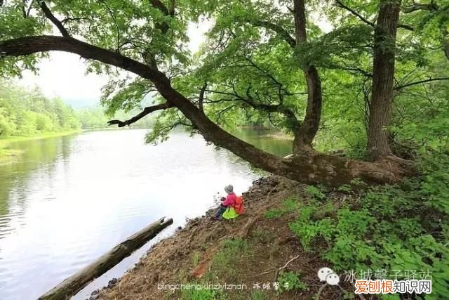 镜泊湖火山口地下森林 镜泊湖地下森林