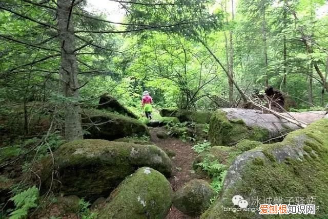 镜泊湖火山口地下森林 镜泊湖地下森林