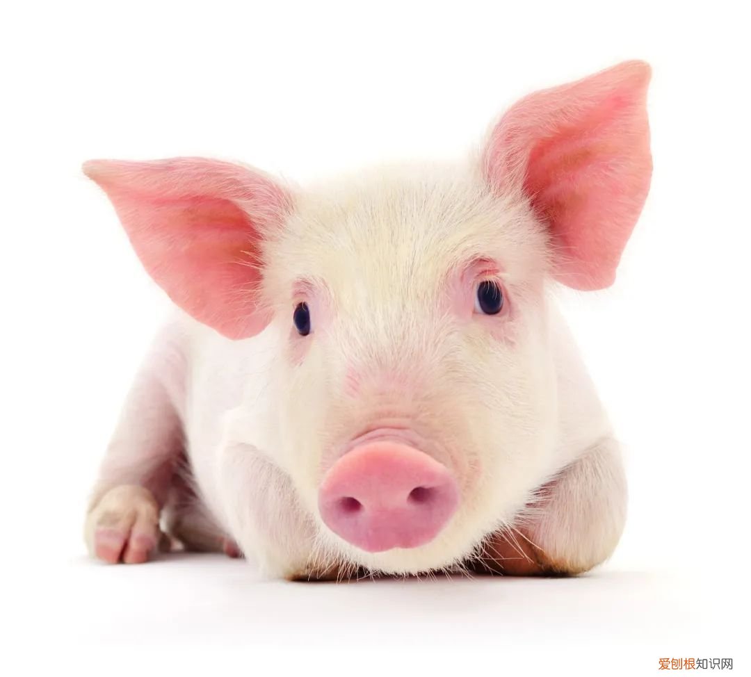 吃什么补铁补血 ! 补铁补血!