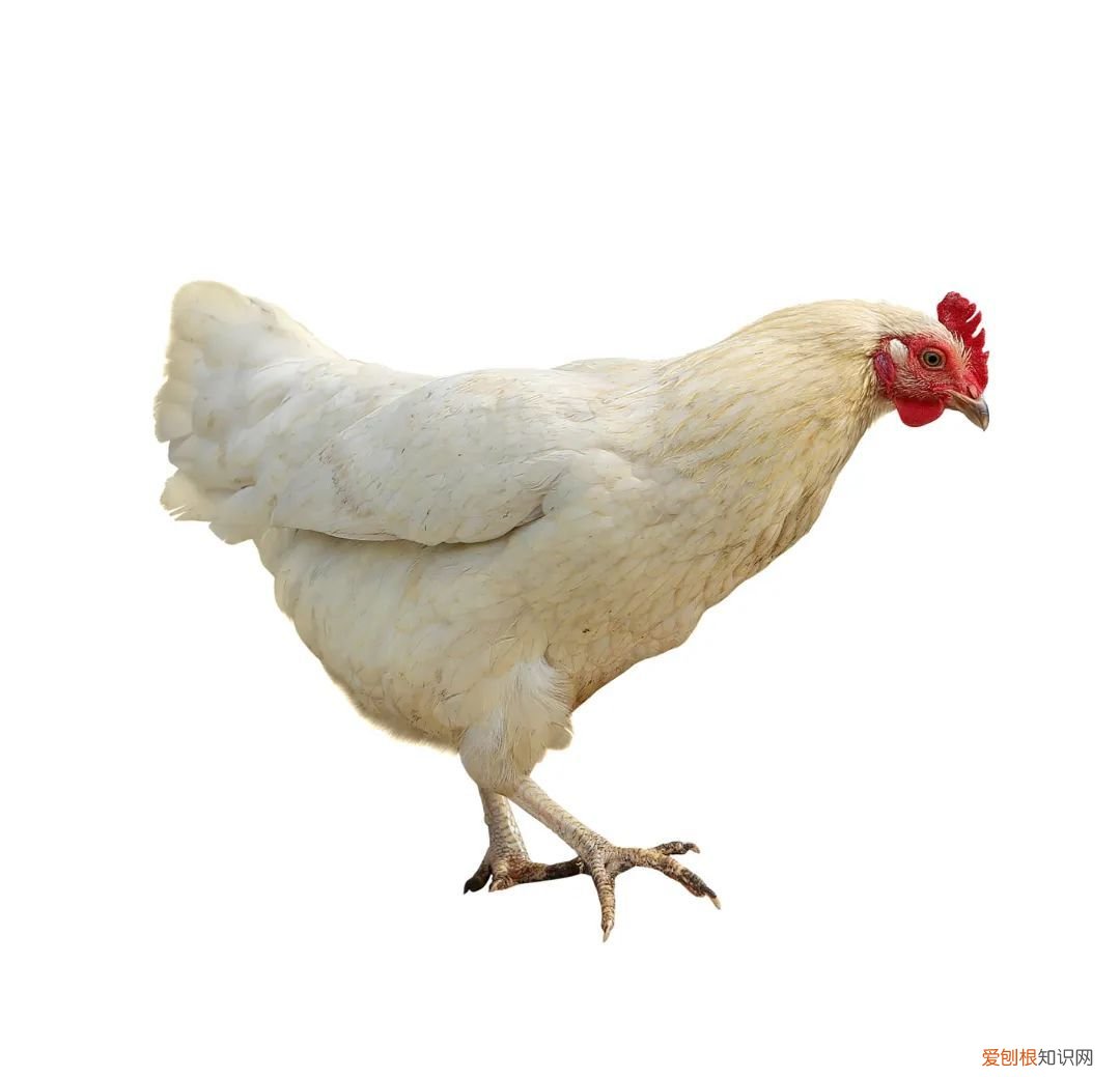 吃什么补铁补血 ! 补铁补血!