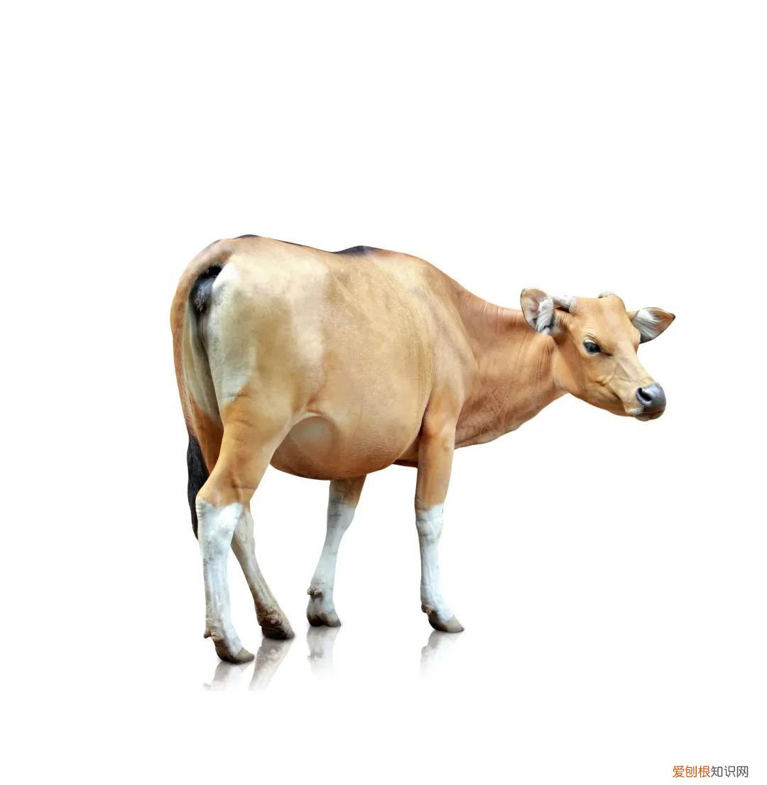 吃什么补铁补血 ！ 补铁补血！