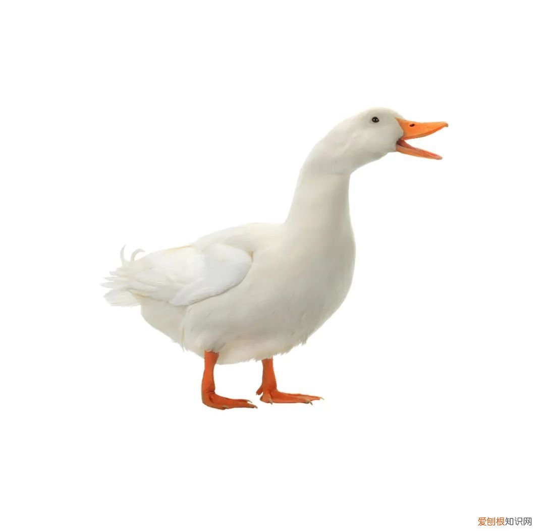 吃什么补铁补血 ! 补铁补血!