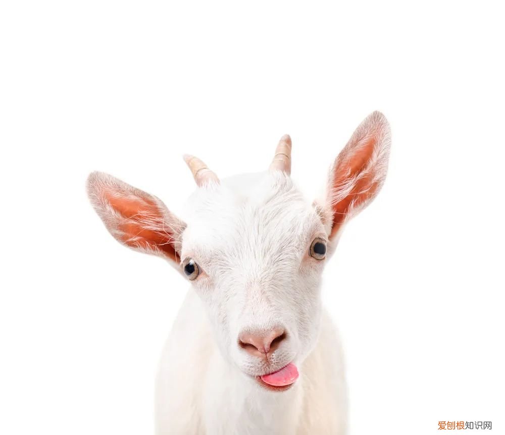 吃什么补铁补血 ！ 补铁补血！