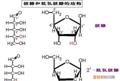 五碳核糖是在哪里提取出来的，光合作用中的五碳化合物的组成元素