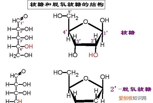 五碳核糖是在哪里提取出来的，光合作用中的五碳化合物的组成元素