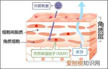 你真的认识你的皮肤吗？ 皮肤知识