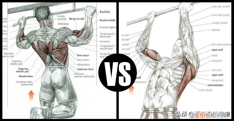 一直被低估的引体向上 引体向上的好处