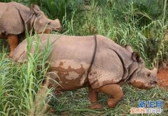 广州：探访亚洲独角犀牛 亚洲犀牛角