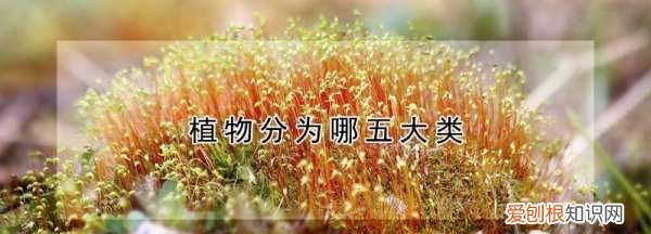 蕨菜是菌类吗
