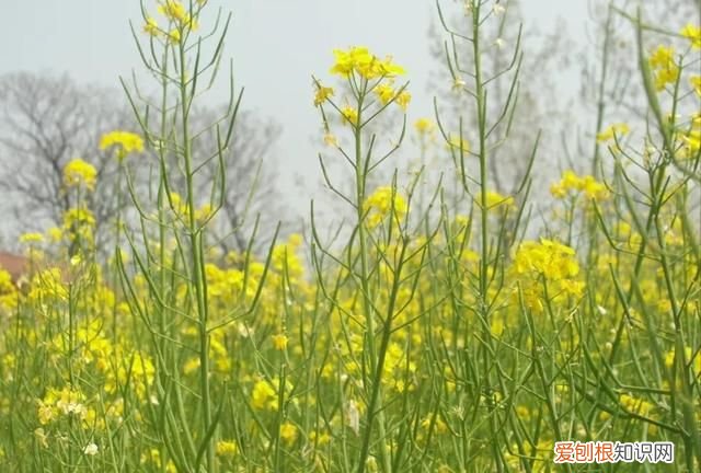 清明节怀念先人散文 消失的村庄感人的散文