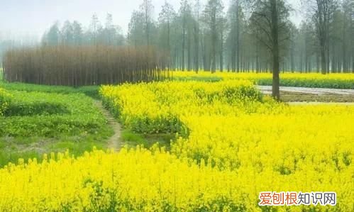 清明节怀念先人散文 消失的村庄感人的散文