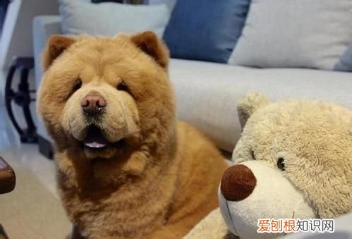 纯种松狮犬多少钱一只？ 纯种松狮犬价格？