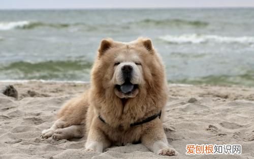 纯种松狮犬多少钱一只？ 纯种松狮犬价格？