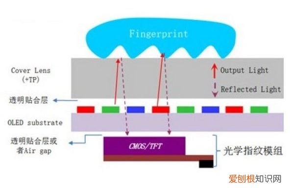 三大指纹识别原理 指纹识别技术