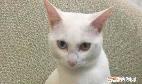 开脚是什么意思，猫咪开脚什么意思