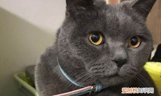 开脚是什么意思，猫咪开脚什么意思