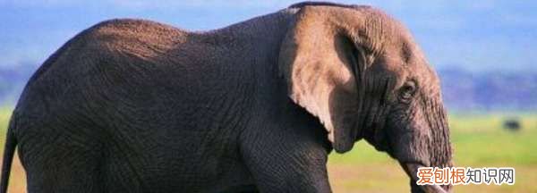 大象在雪地里踩的脚印像什么