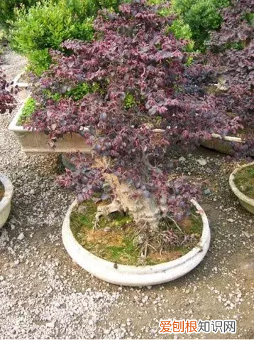 红花檵木盆景的鉴赏与制作管理 红花继木盆景