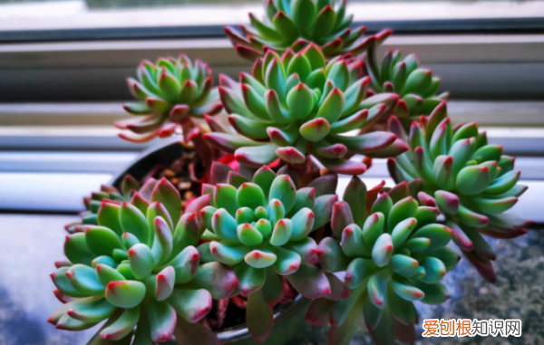 不死鸟多肉有多少品种，公认最美的二十种多肉