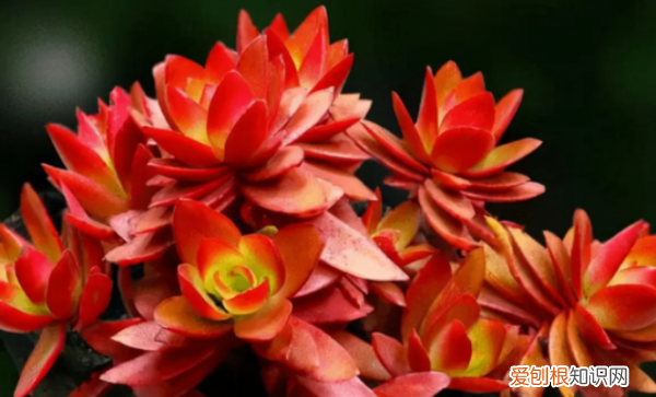 不死鸟多肉有多少品种，公认最美的二十种多肉