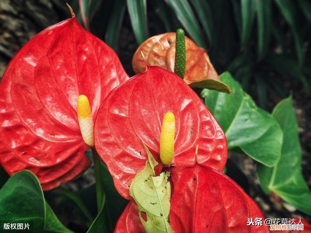 火鹤花的花语是什么？ 火鹤花花语？