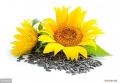 葵花籽有哪些营养功效？ 吃葵花籽的好处