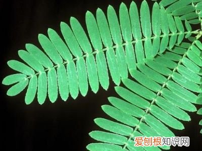 含羞草怎么种植方法 含羞草的养法