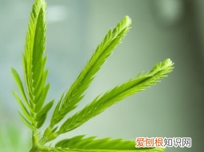 含羞草怎么种植方法 含羞草的养法