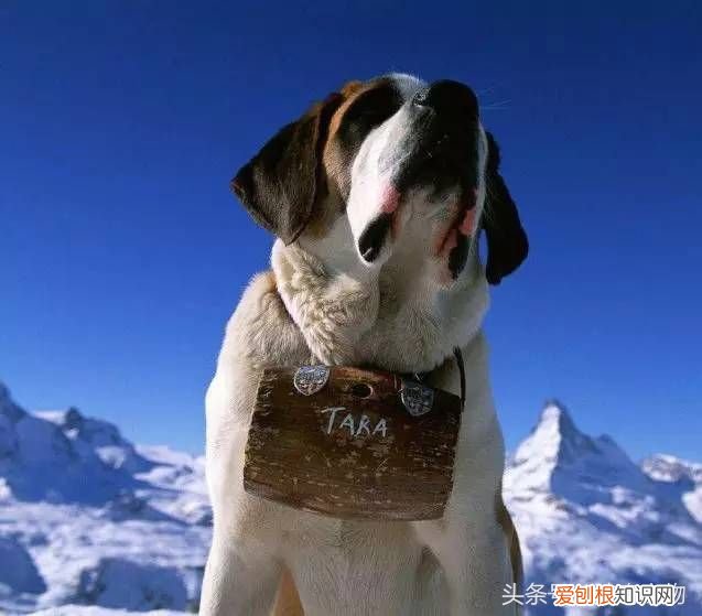 狗狗品种介绍大全 宠物狗品种大全