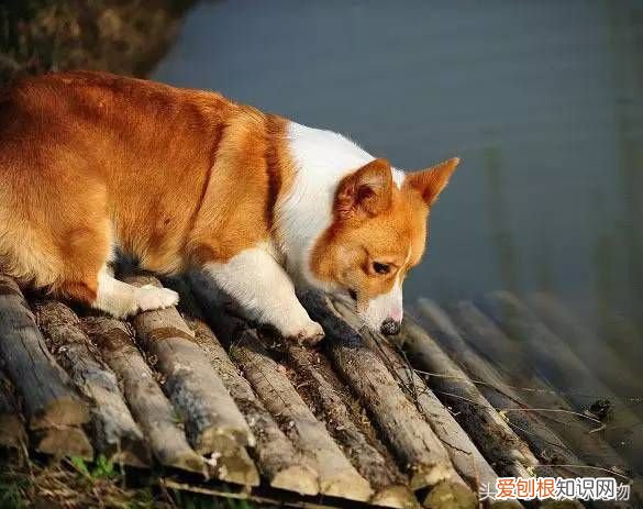 狗狗品种介绍大全 宠物狗品种大全