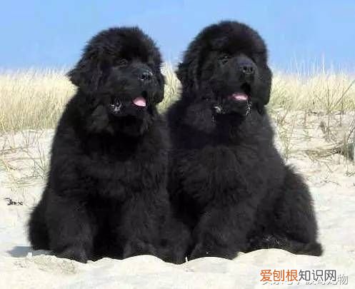 狗狗品种介绍大全 宠物狗品种大全