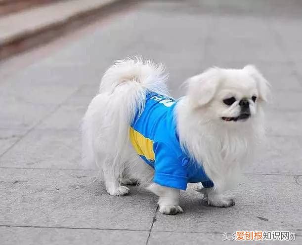 狗狗品种介绍大全 宠物狗品种大全