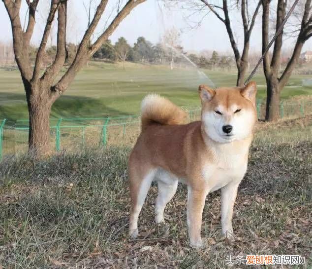 狗狗品种介绍大全 宠物狗品种大全