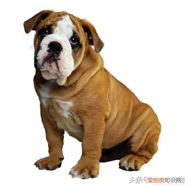 狗狗品种介绍大全 宠物狗品种大全