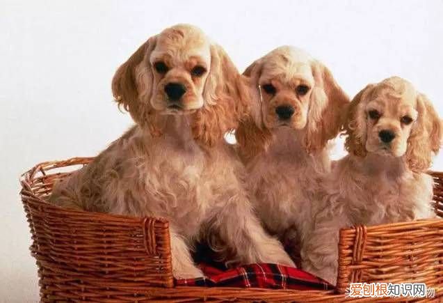 狗狗品种介绍大全 宠物狗品种大全