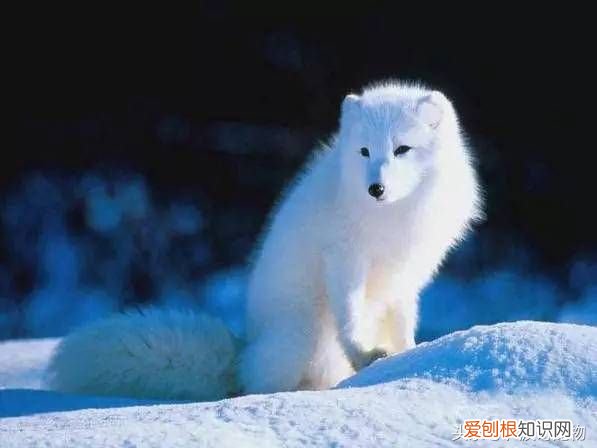 狗狗品种介绍大全 宠物狗品种大全