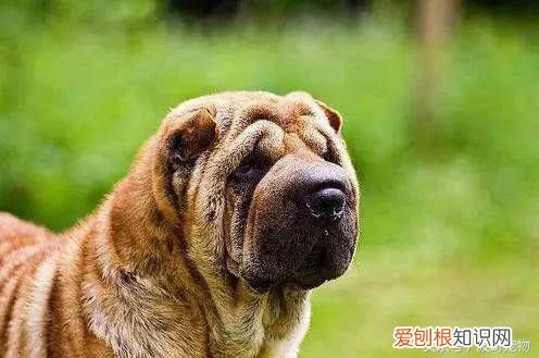 狗狗品种介绍大全 宠物狗品种大全