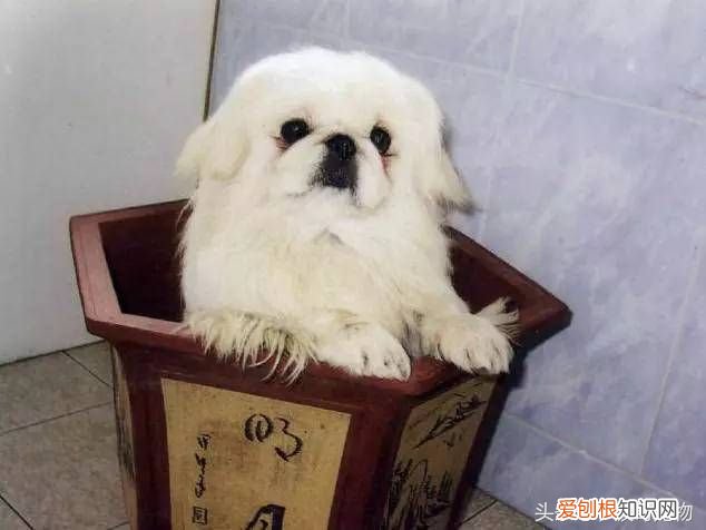 狗狗品种介绍大全 宠物狗品种大全