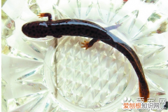 教你如何饲养娃娃鱼、 娃娃鱼怎么养