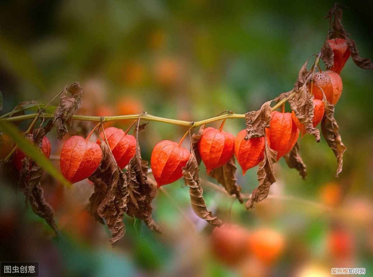 红姑娘都有哪些功效？ 红姑娘的作用