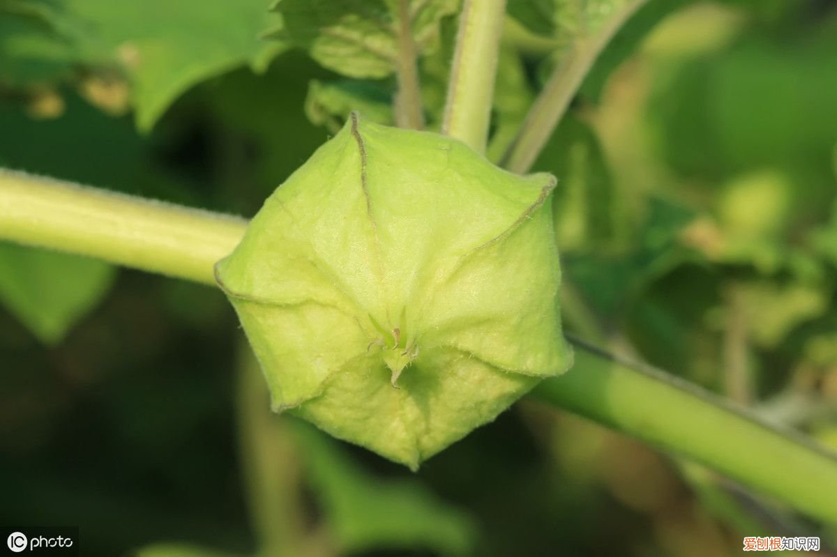 红姑娘都有哪些功效？ 红姑娘的作用