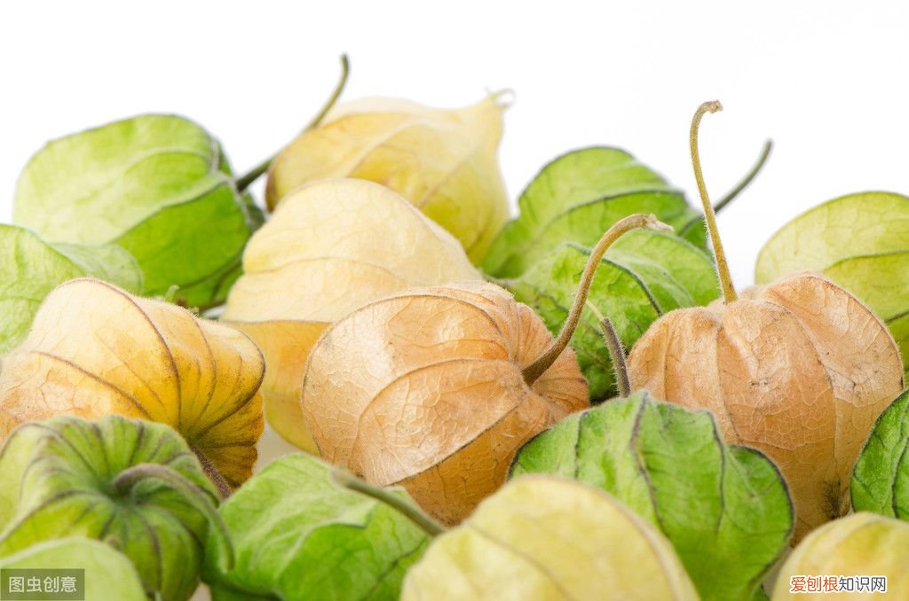 红姑娘都有哪些功效？ 红姑娘的作用