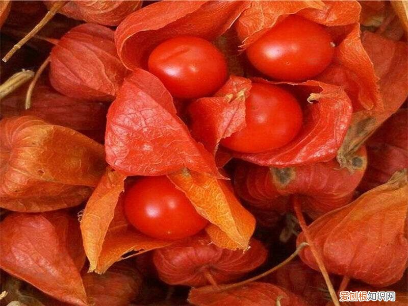 红姑娘都有哪些功效？ 红姑娘的作用