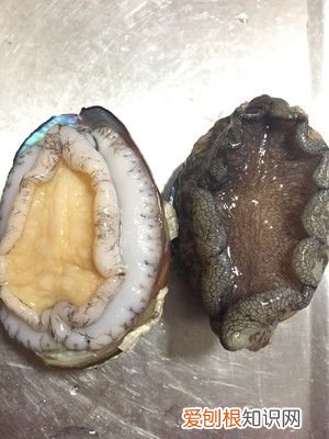 手把手教你巧洗鲍鱼呢 鲍鱼的清洗方法