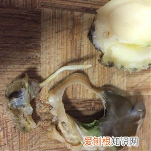 手把手教你巧洗鲍鱼呢 鲍鱼的清洗方法