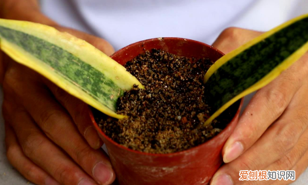 虎皮兰什么季节移栽，虎皮兰冬天能换盆吗?