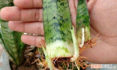 虎皮兰什么季节移栽，虎皮兰冬天能换盆吗?