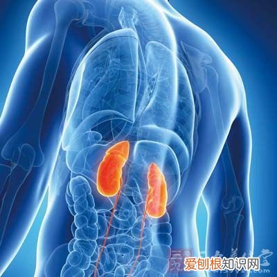 3分钟剖析中东呼吸综合症 中东呼吸综合症