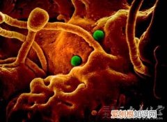 3分钟剖析中东呼吸综合症 中东呼吸综合症